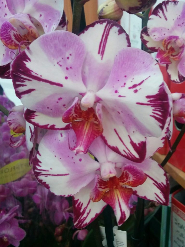 Phalaenopsis_hybrid_flower_pink_white_up_cut_up