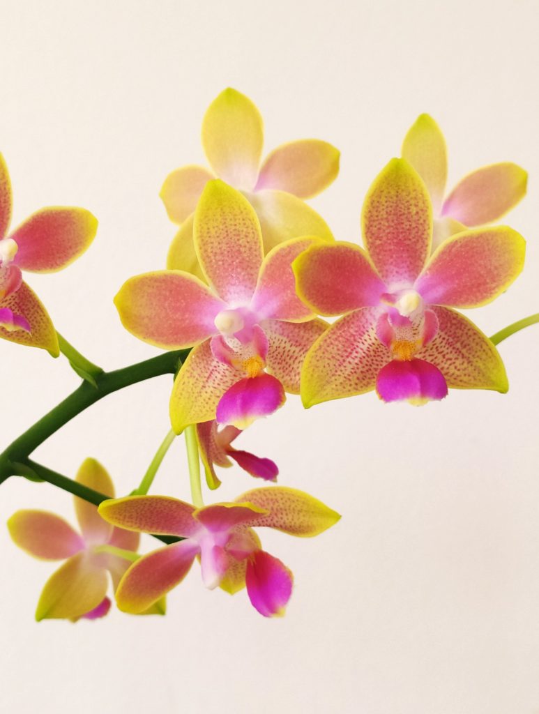 Phalaenopsis_hybrid_flower_yellow_orange_cut_up