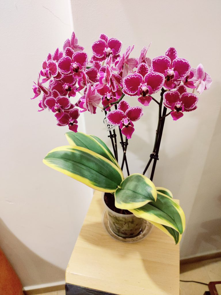 Phalaenopsis_hybrid_full_up1