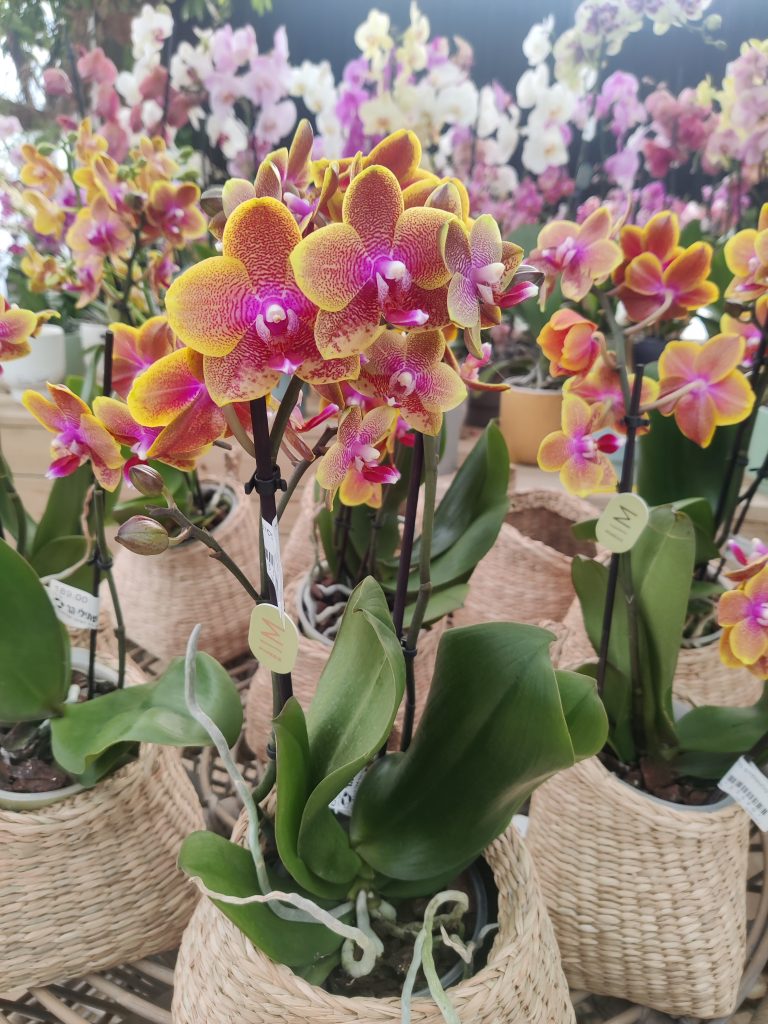 Phalaenopsis_hybrid_full_up2