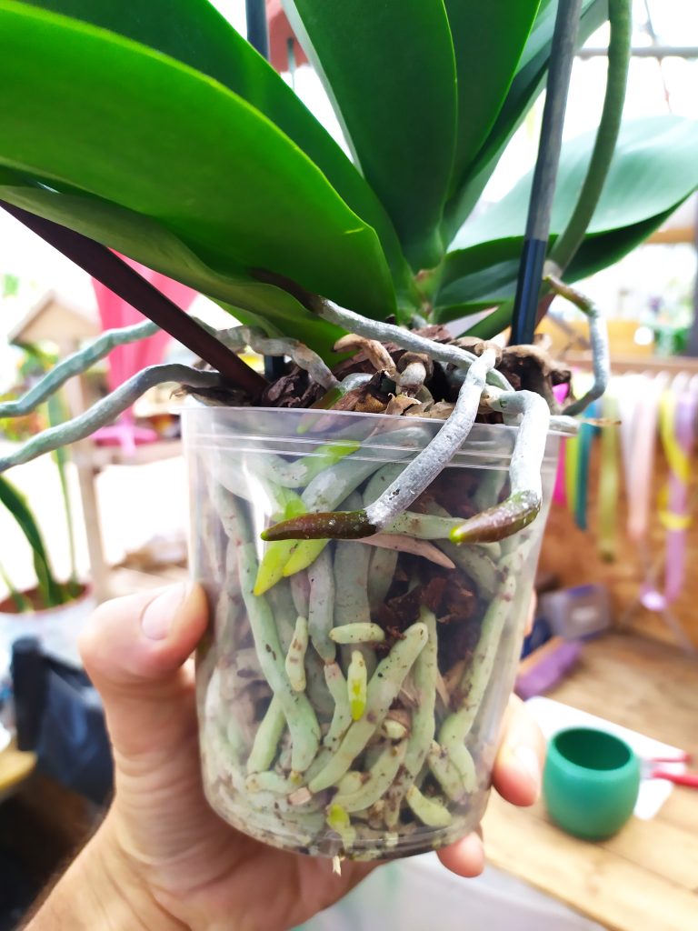 Phalaenopsis_hybrid_healthy_roots_up1