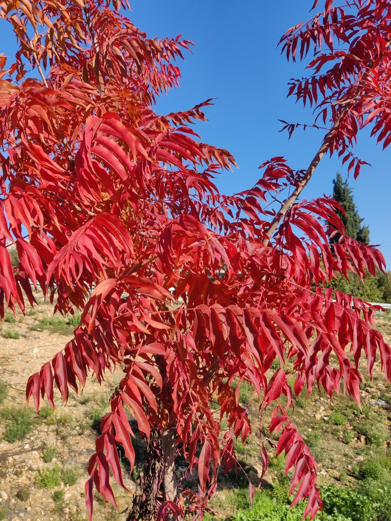 Pistacia_chinensis_leaves_fall_up2