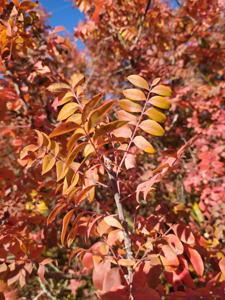 Pistacia_palaestina_fall_leaves_red_up1