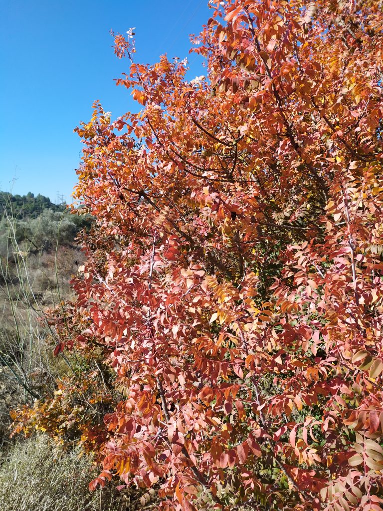 Pistacia_palaestina_fall_leaves_red_up2