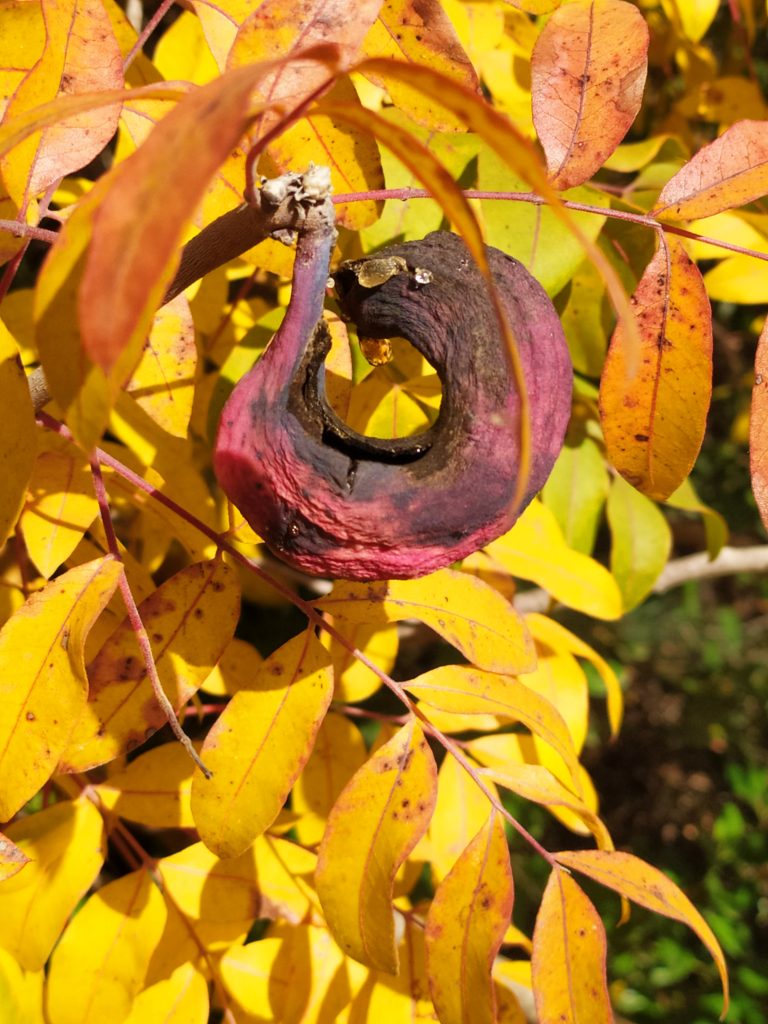 Pistacia_palaestina_fall_leaves_yellow_up1