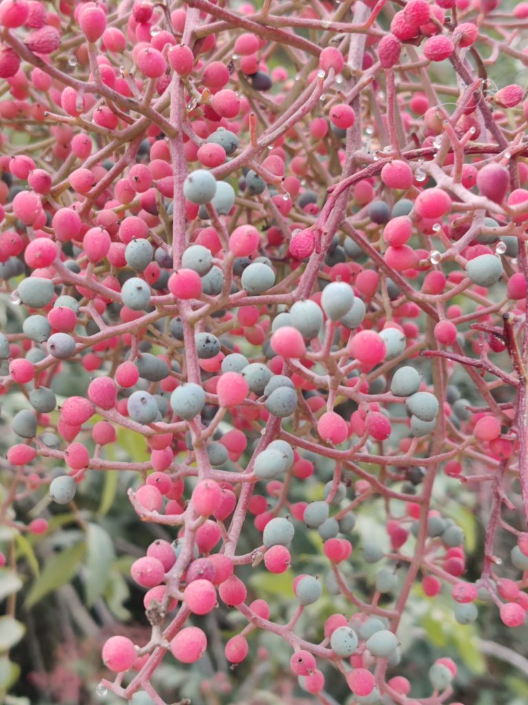 Pistacia_palaestina_fruits_close_up1