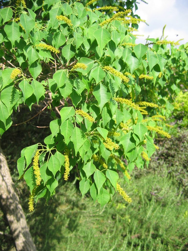 Sapium_sebiferum_leaves_flowers_up1