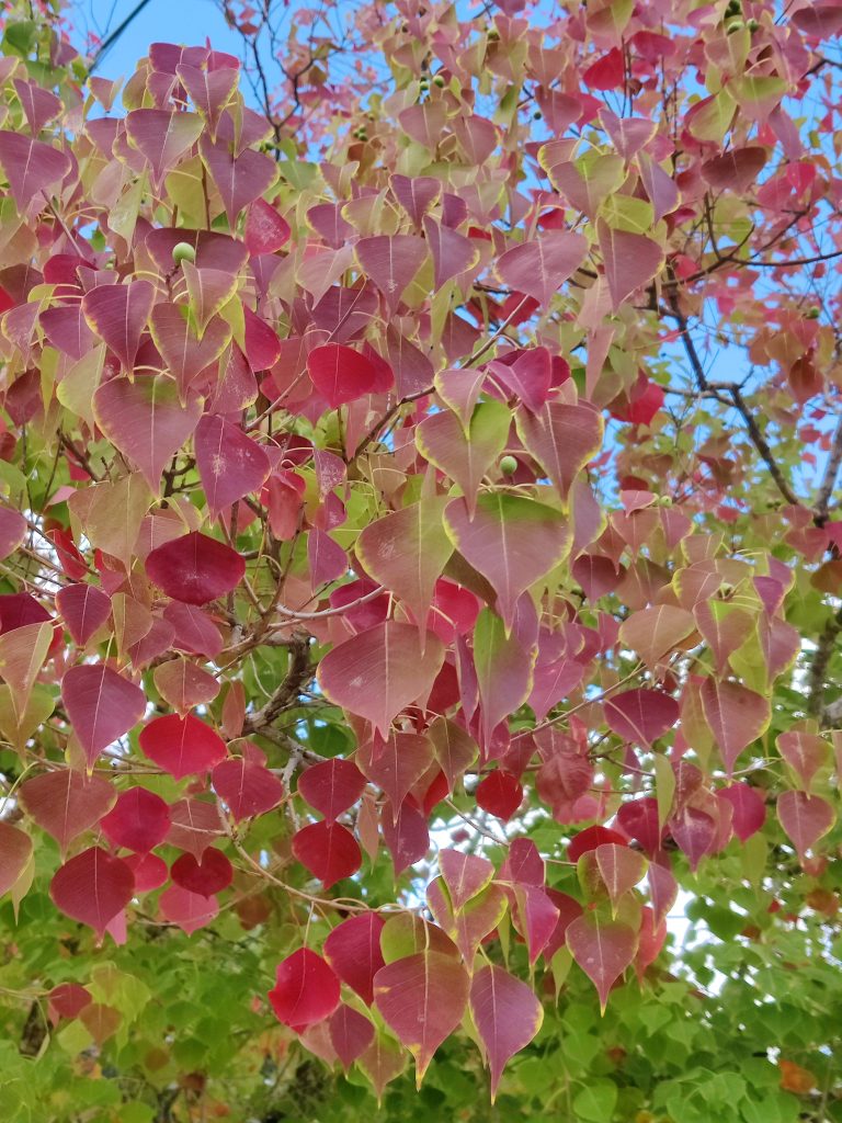 Sapium_sebiferum_many_red_leaves_up1