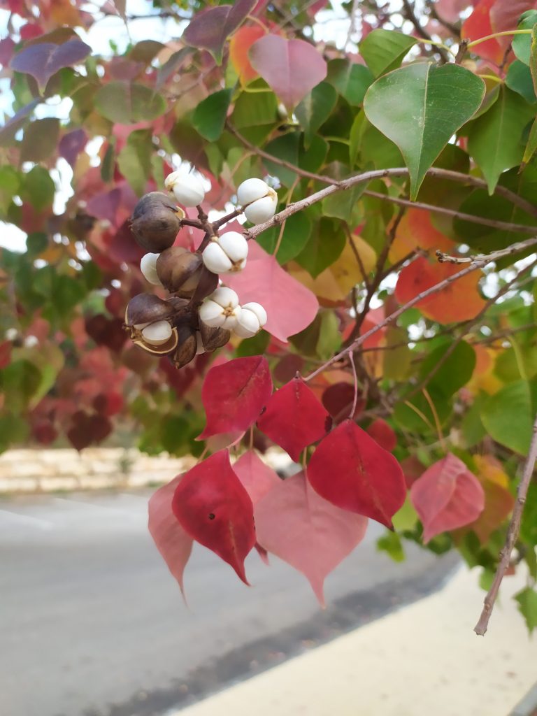 Sapium_sebiferum_red_leaves_fruit_up1