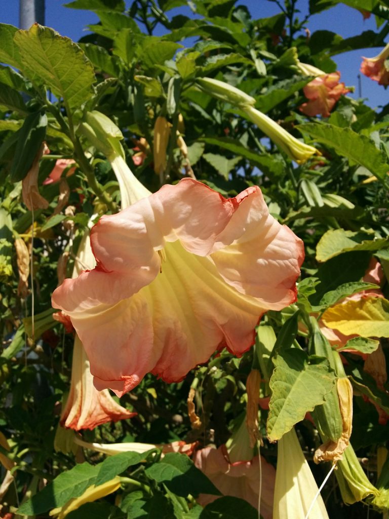 Brugmansia_cvs_pink_flowers_up1