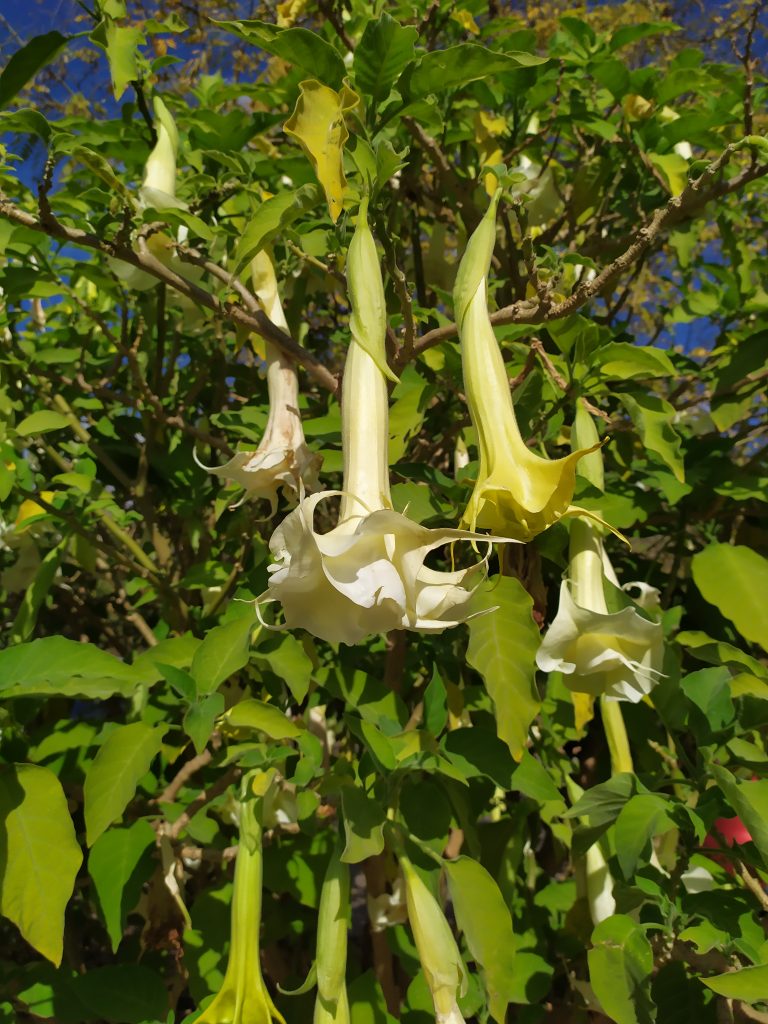 Brugmansia_cvs_white_double_flowers_up1