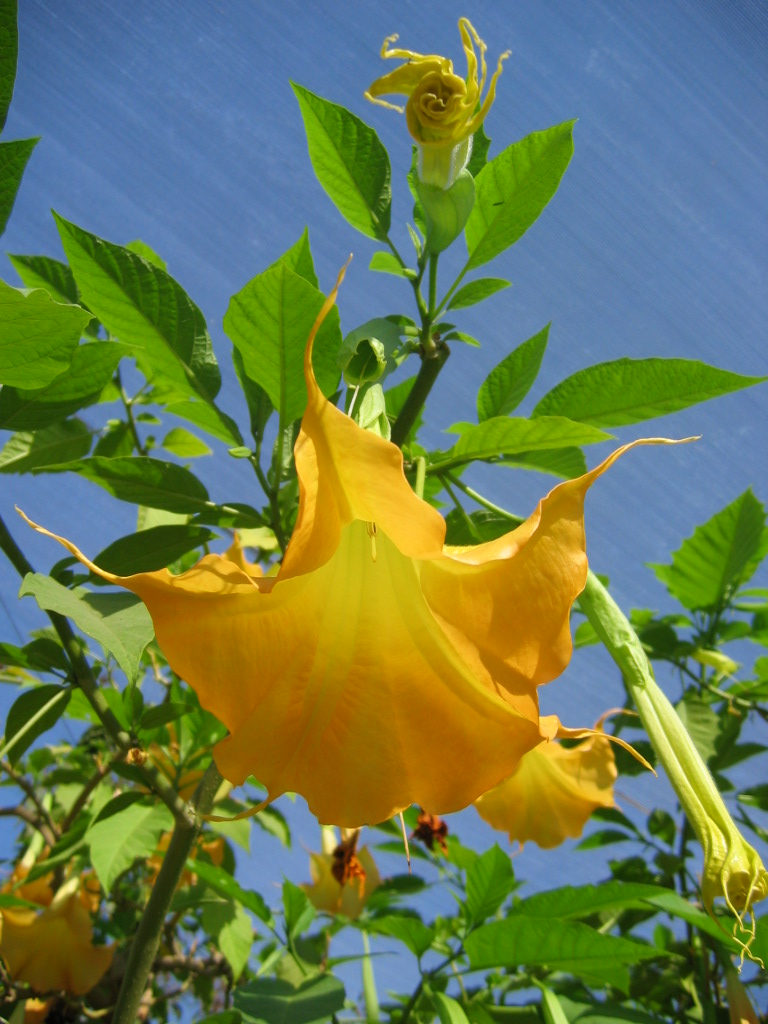 Brugmansia_cvs_yellow_flower_up1