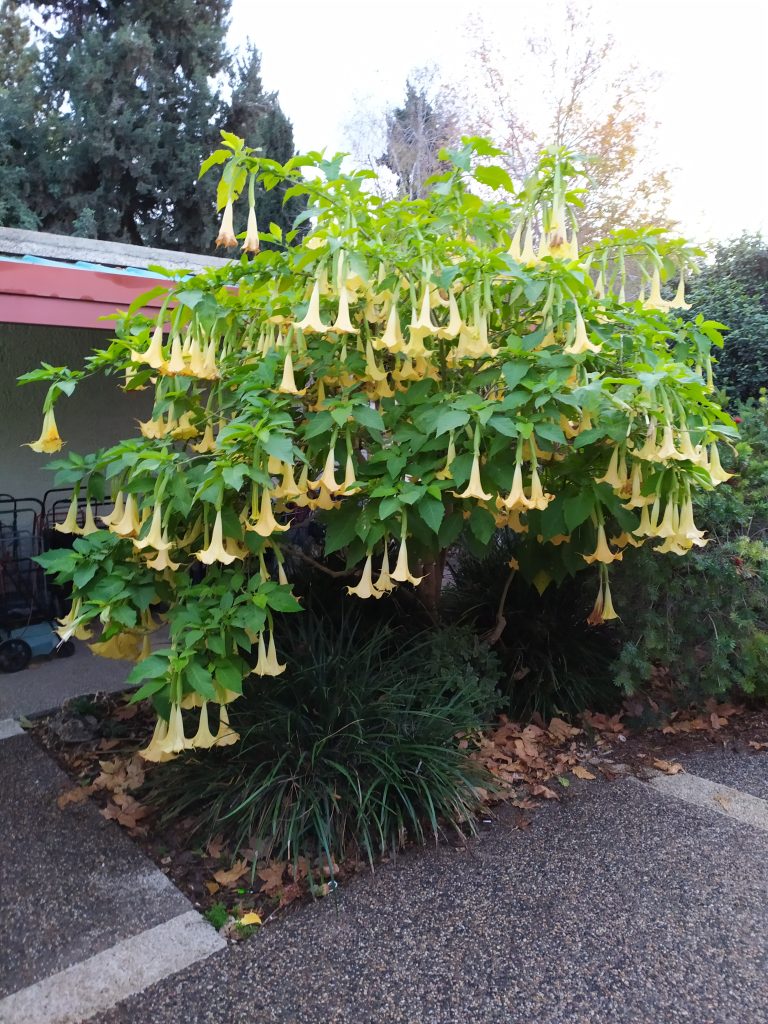 Brugmansia_cvs_yellow_full_up1