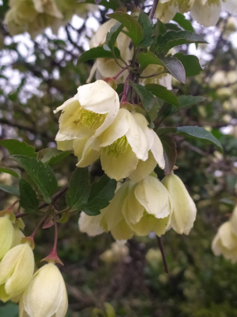 Clematis_cirrhosa_flowers_up1