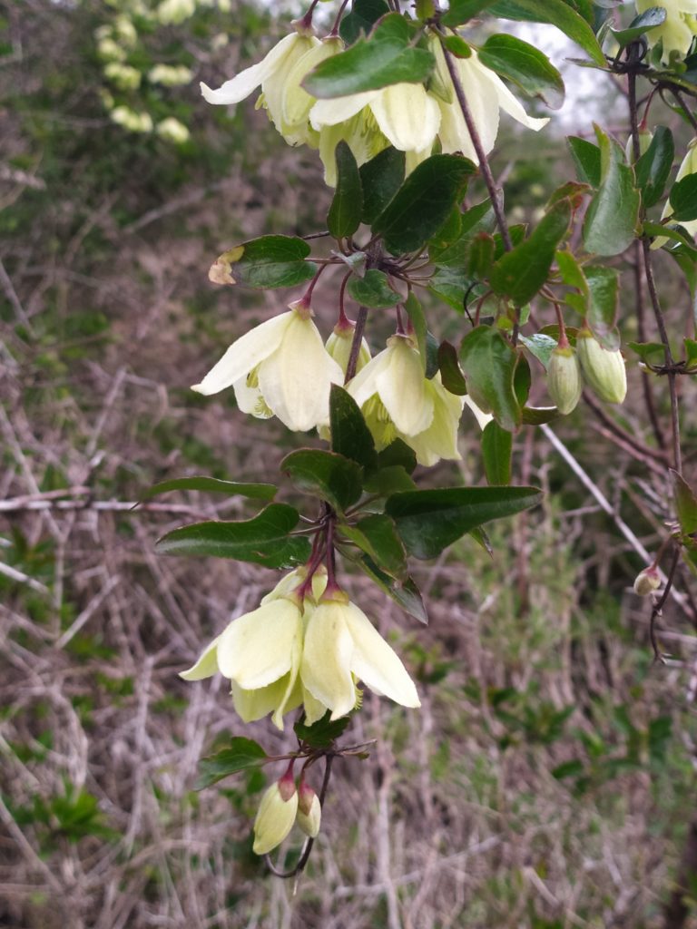 Clematis_cirrhosa_flowers_up2