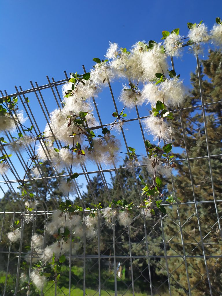 Clematis_cirrhosa_fruit_up1