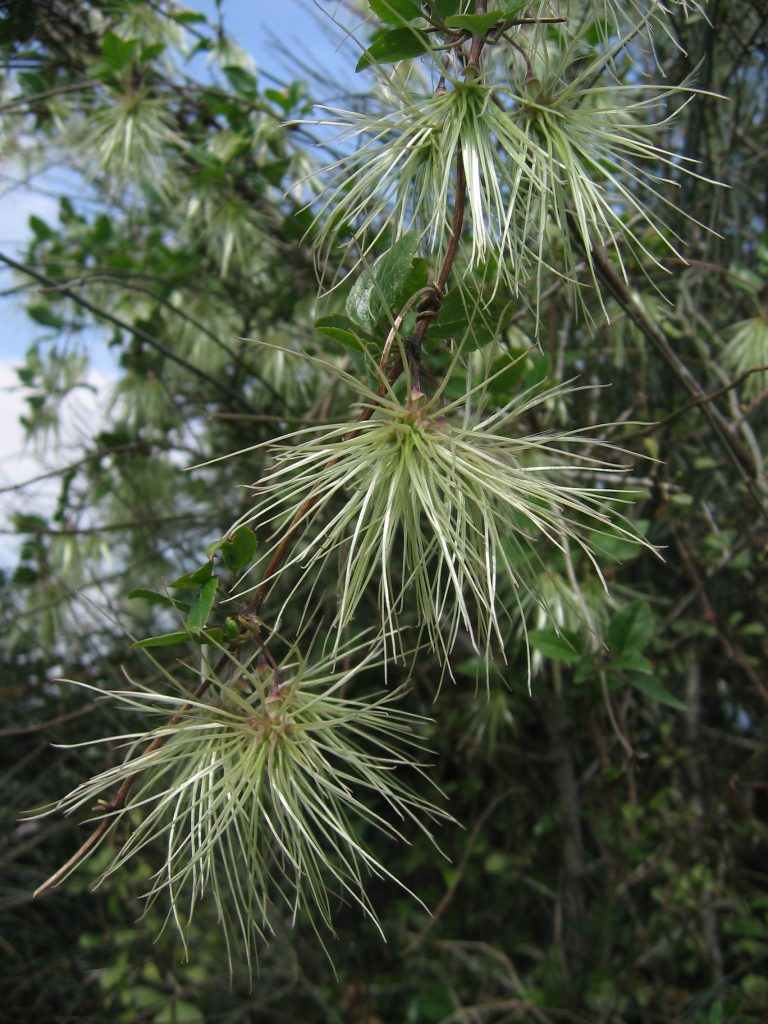 Clematis_cirrhosa_fruit_up2