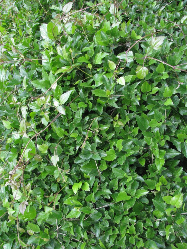 Clematis_cirrhosa_leaves_up1