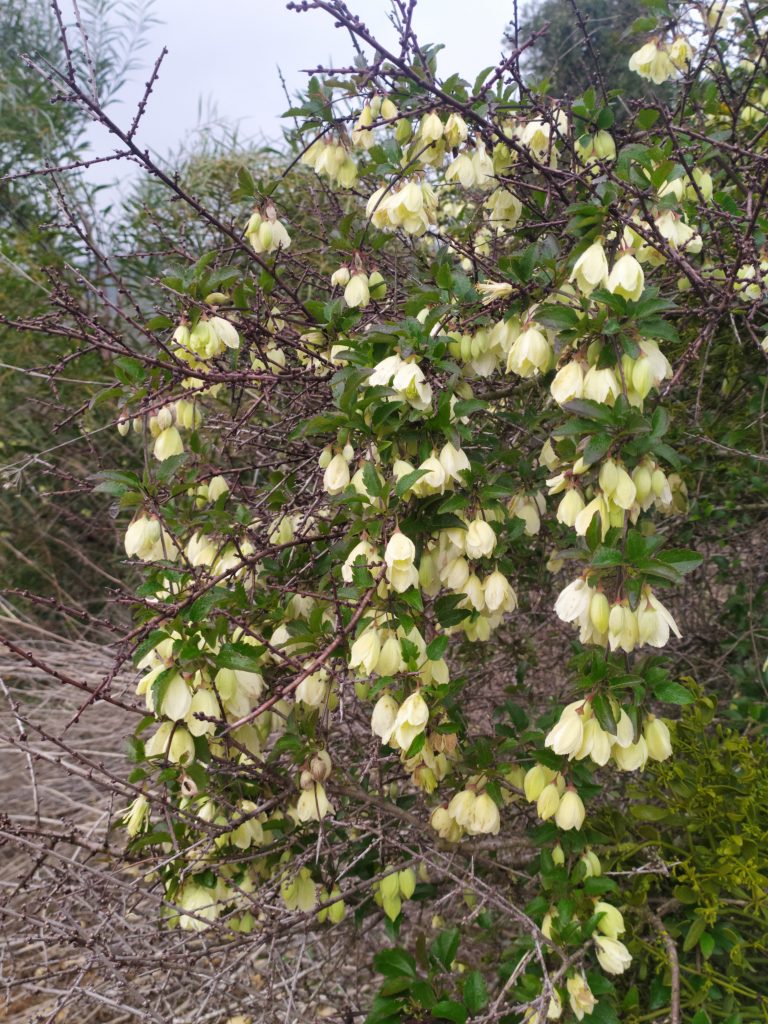 Clematis_cirrhosa_many_flowers_up1