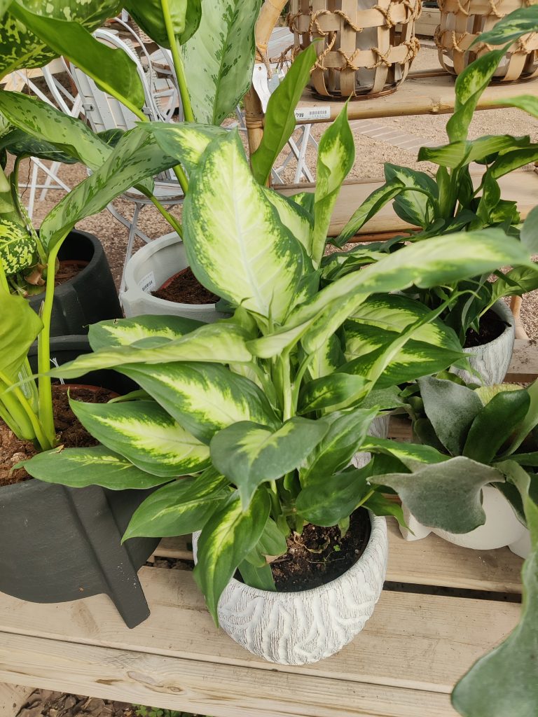 Dieffenbachia_Camille_full_up3