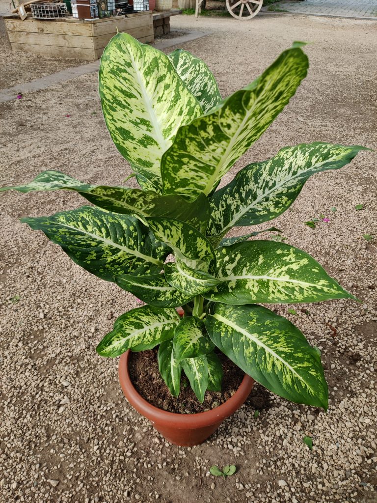 Dieffenbachia_Mars_full_up1