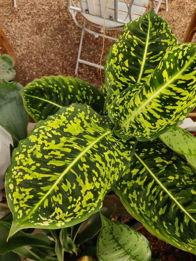 Dieffenbachia_Reflector_leaves_up1