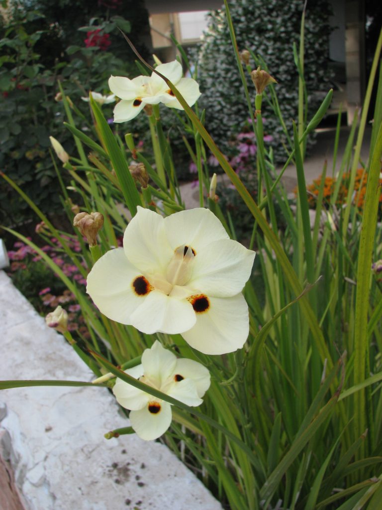 Dietes_bicolor_flowers_up1