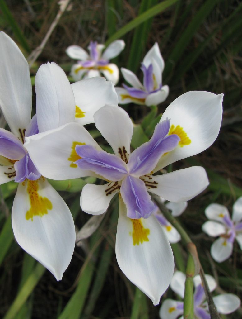 Dietes_grandiflora_flower3_cut_up