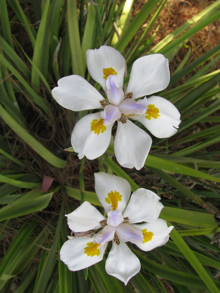 Dietes_grandiflora_flower_up1