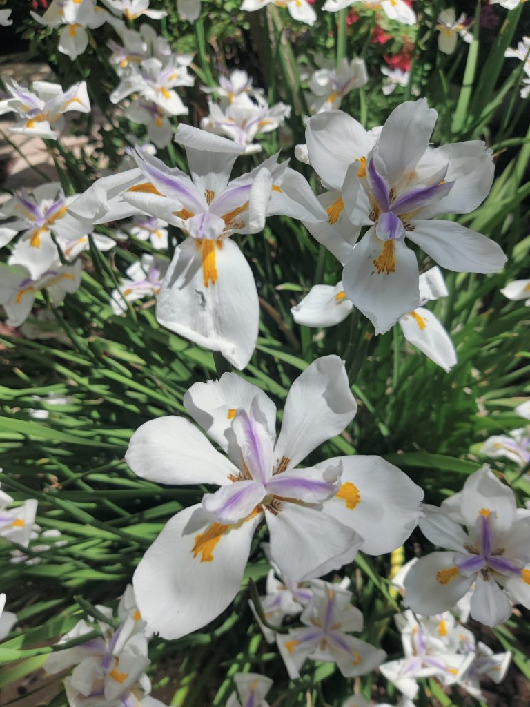 Dietes_grandiflora_many_flowers_up1