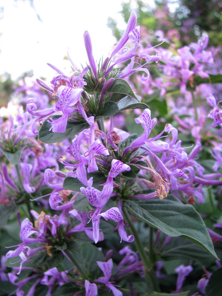 Hypoestes_aristata_flowers_up1