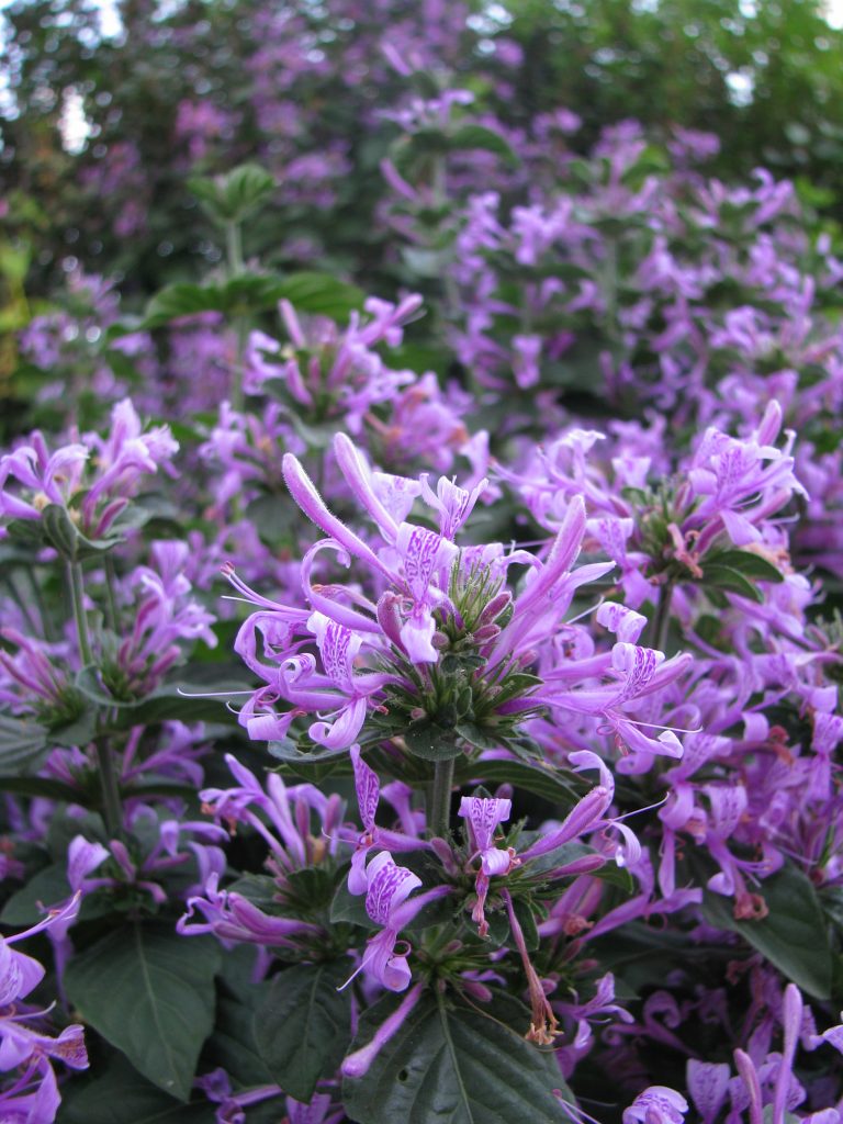 Hypoestes_aristata_flowers_up2