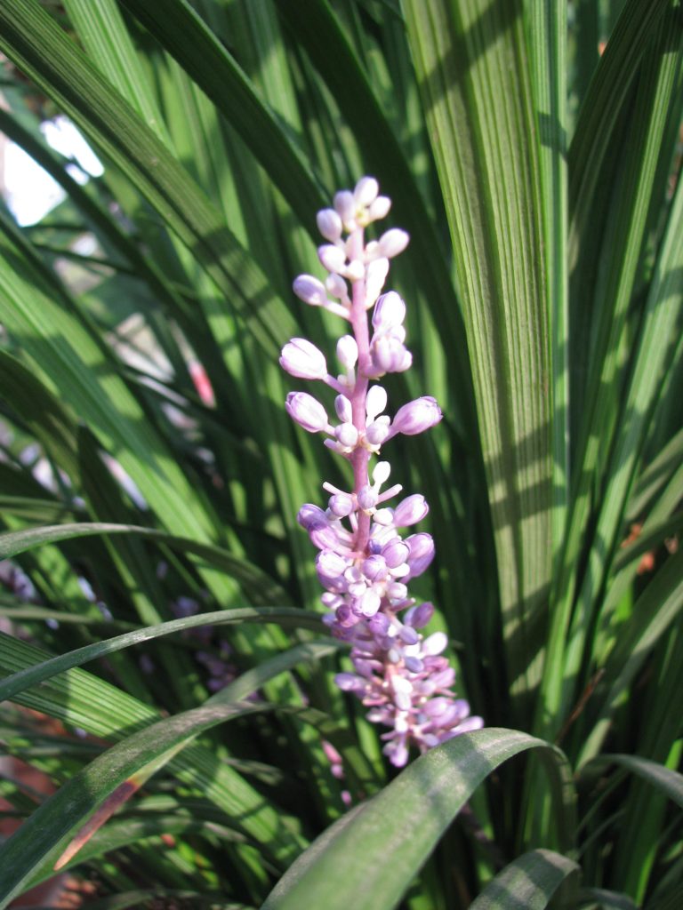 Liriope_muscari_Evergreen_Giant_flower_spike_up1