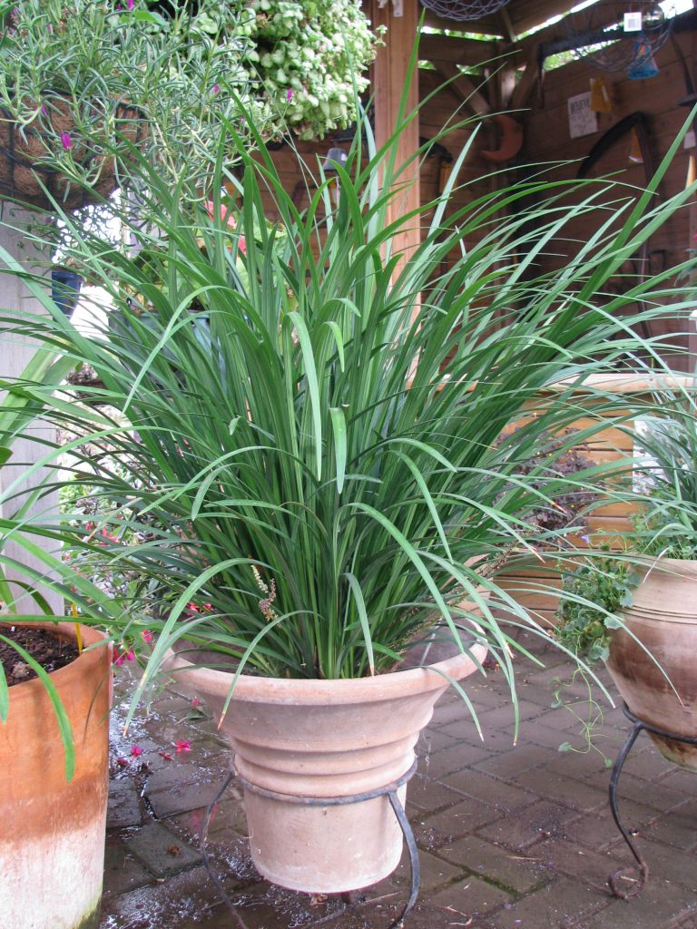 Liriope_muscari_Evergreen_Giant_full_opt_up1