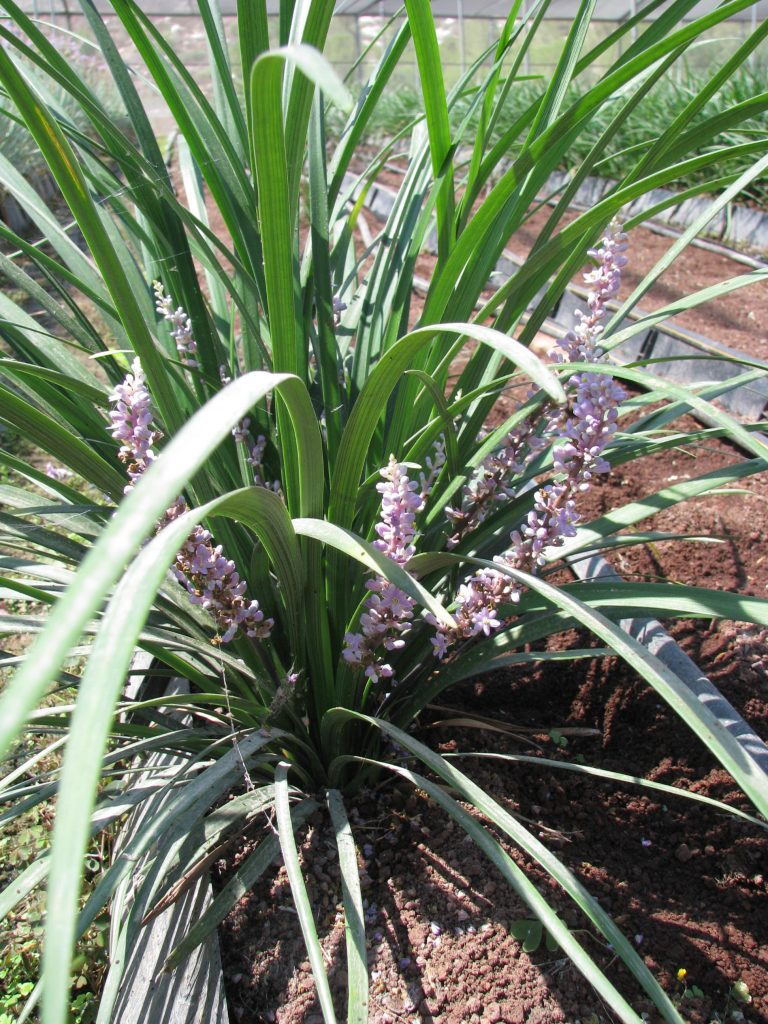 Liriope_muscari_Evergreen_Giant_in_flowers_up