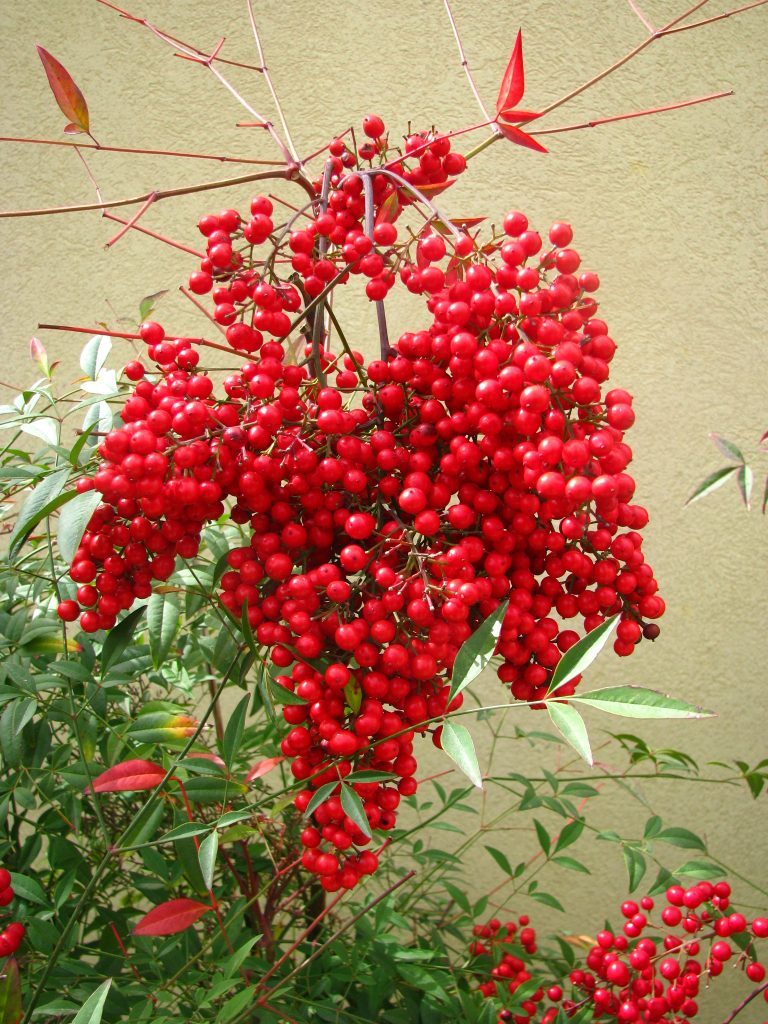 Nandina_domestica_fruit_up