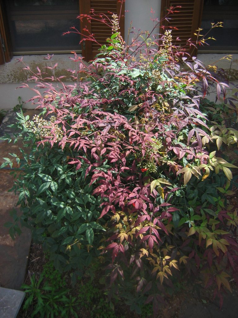 Nandina_domestica_spring_full_up1