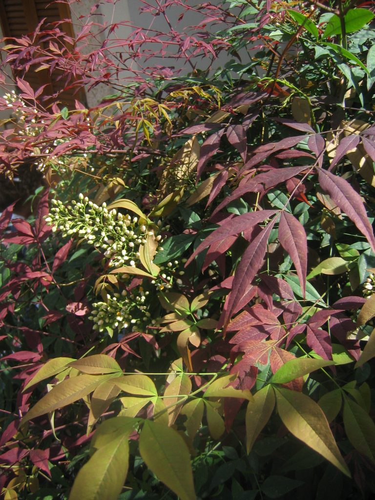 Nandina_domestica_spring_leaves_up