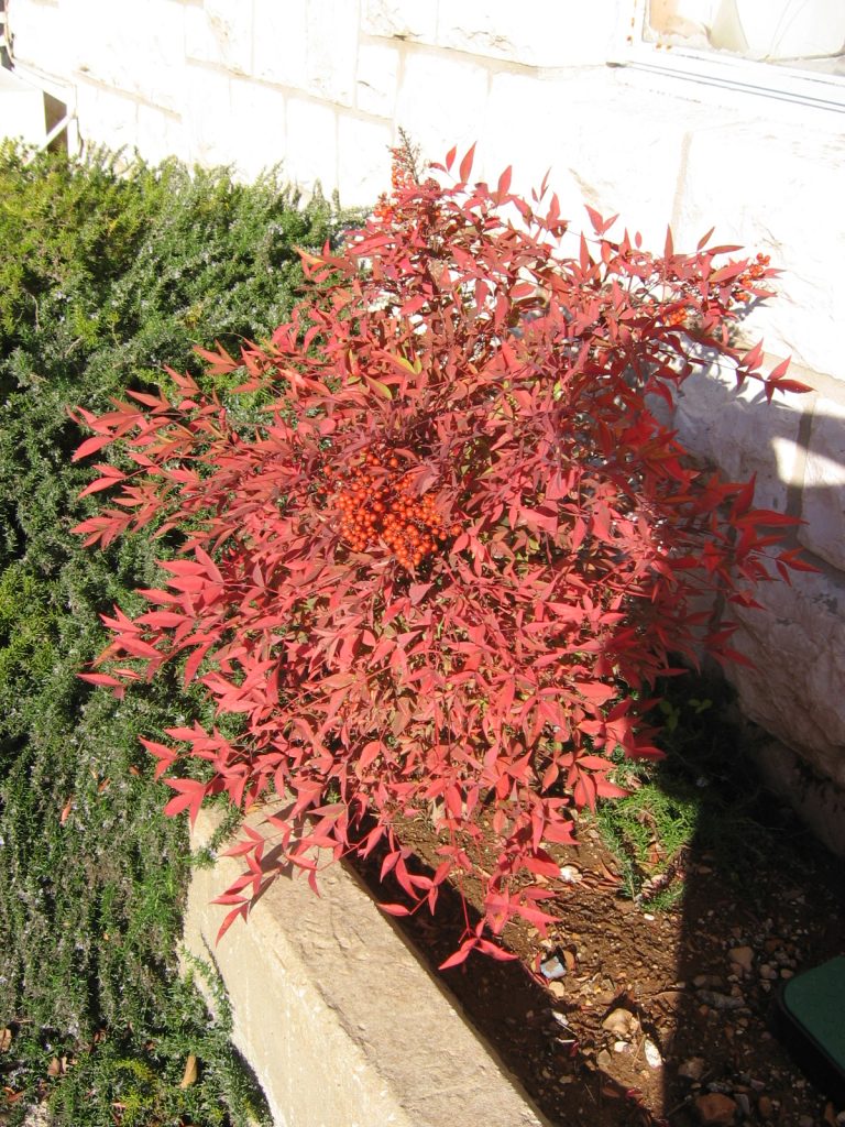 Nandina_domestica_winter_full_up1