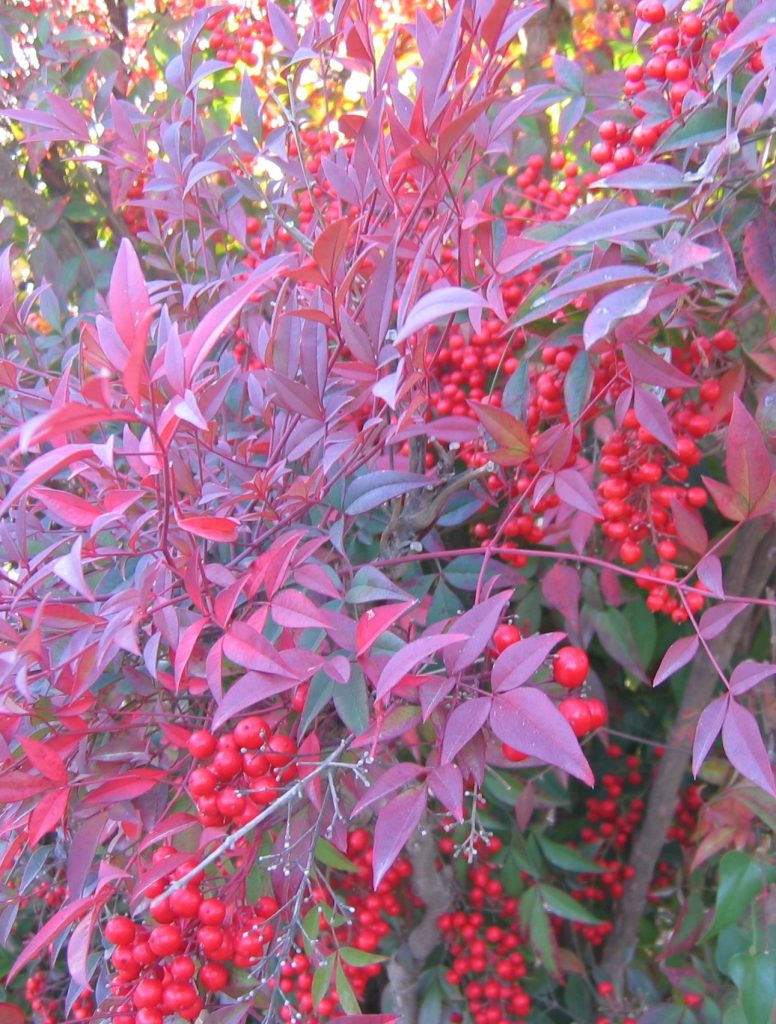 Nandina_domestica_winter_leaves_fruit1_cut_up