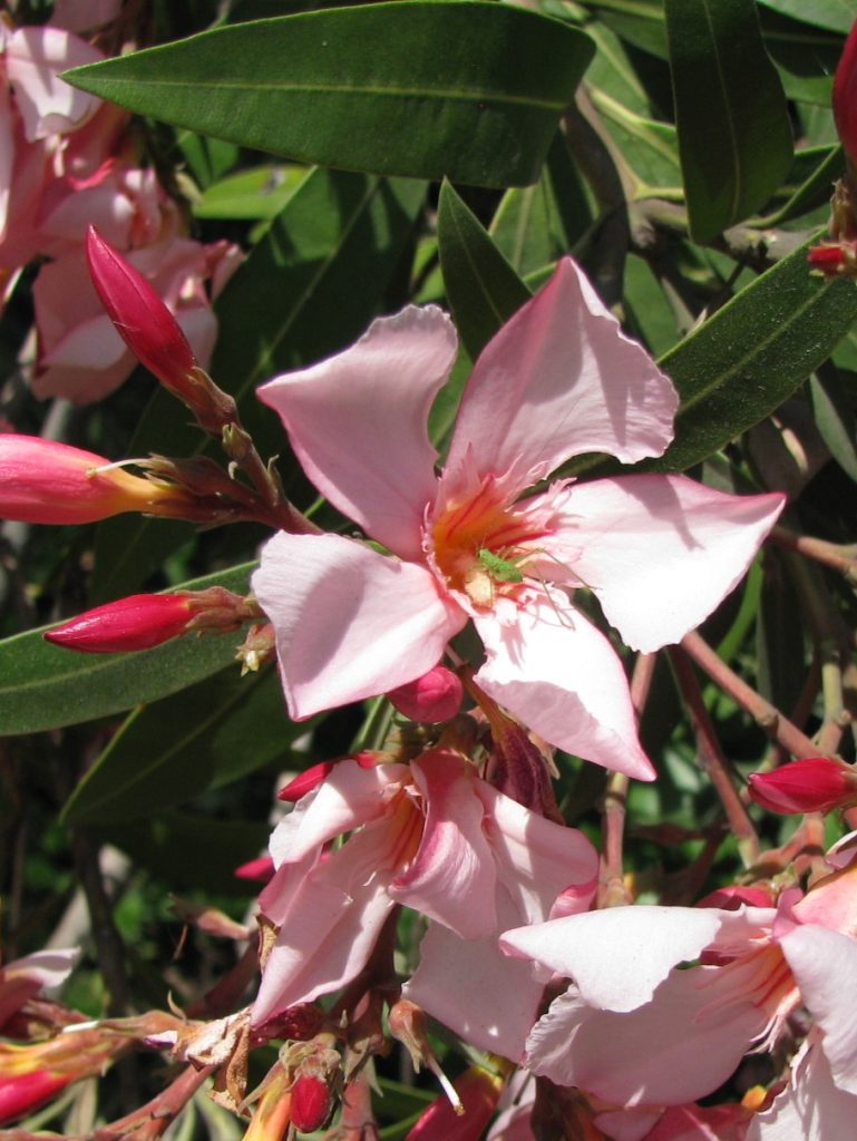 Nerium_oleander_dwarf_pink_flowers_cut_up