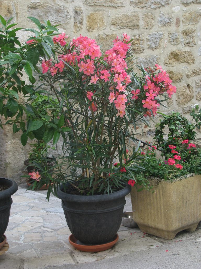 Nerium_oleander_dwarf_pot_up1