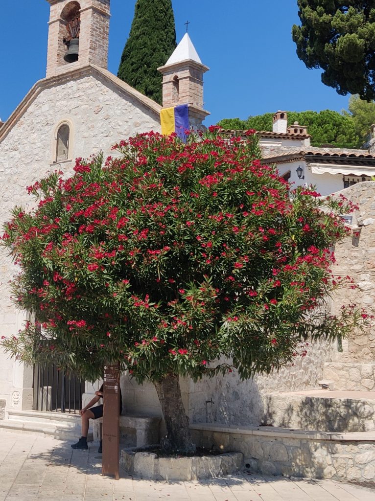 Nerium_oleander_red_tree_France2_cut_up