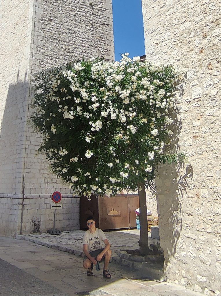 Nerium_oleander_white_tree_France_up_cut_up