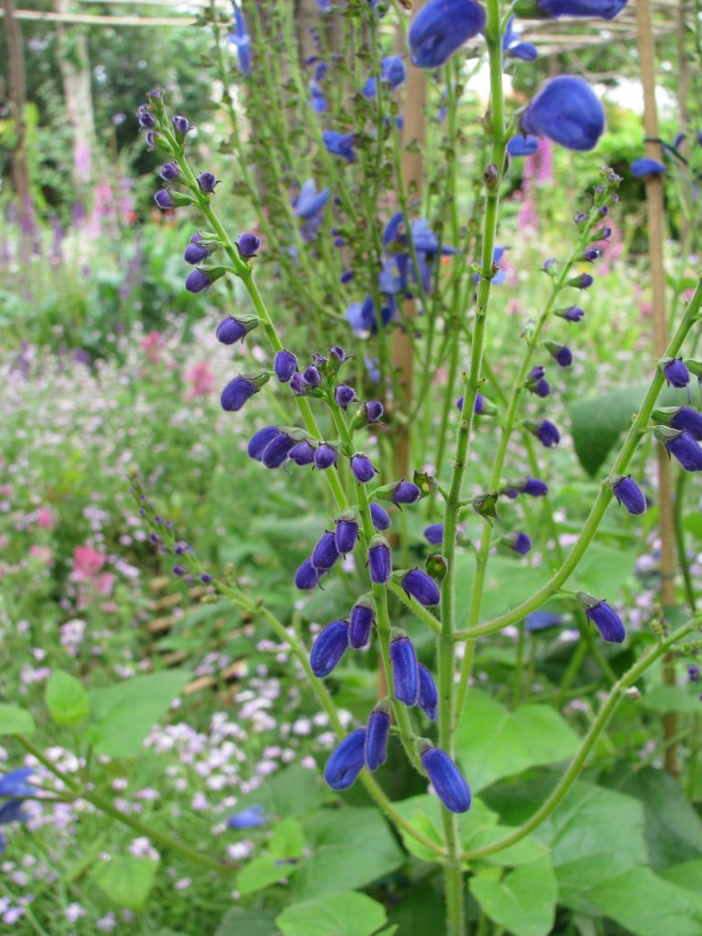 Salvia_cacaliifolia_buds_up1