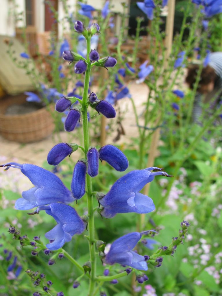 Salvia_cacaliifolia_flowers_buds_flowers_up1