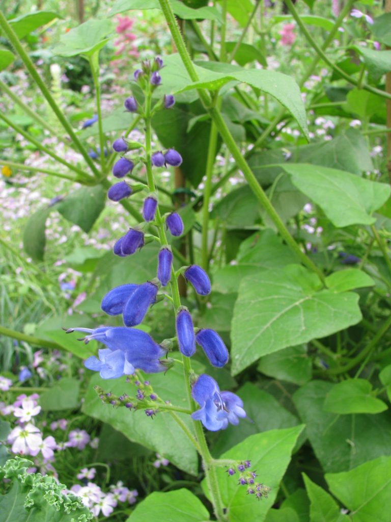 Salvia_cacaliifolia_flowers_buds_flowers_up2