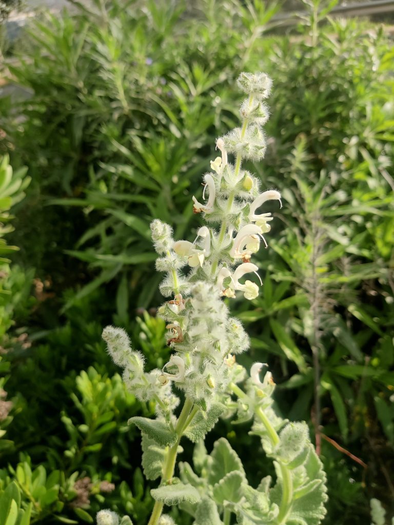 Salvia_dominica_flowers_up