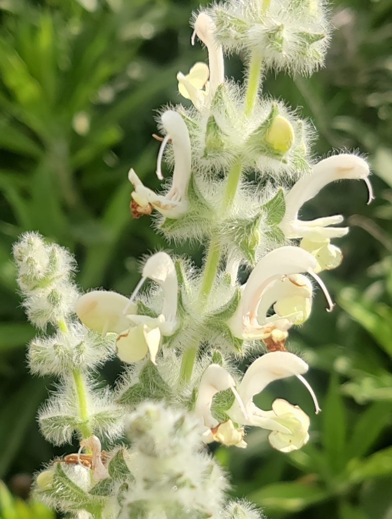 Salvia_dominica_flowers_up_cut_up