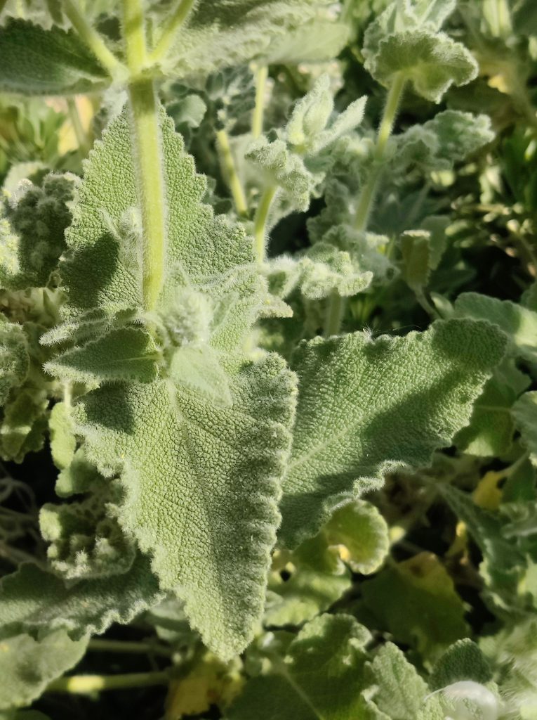 Salvia_dominica_leaves_up_cut_up